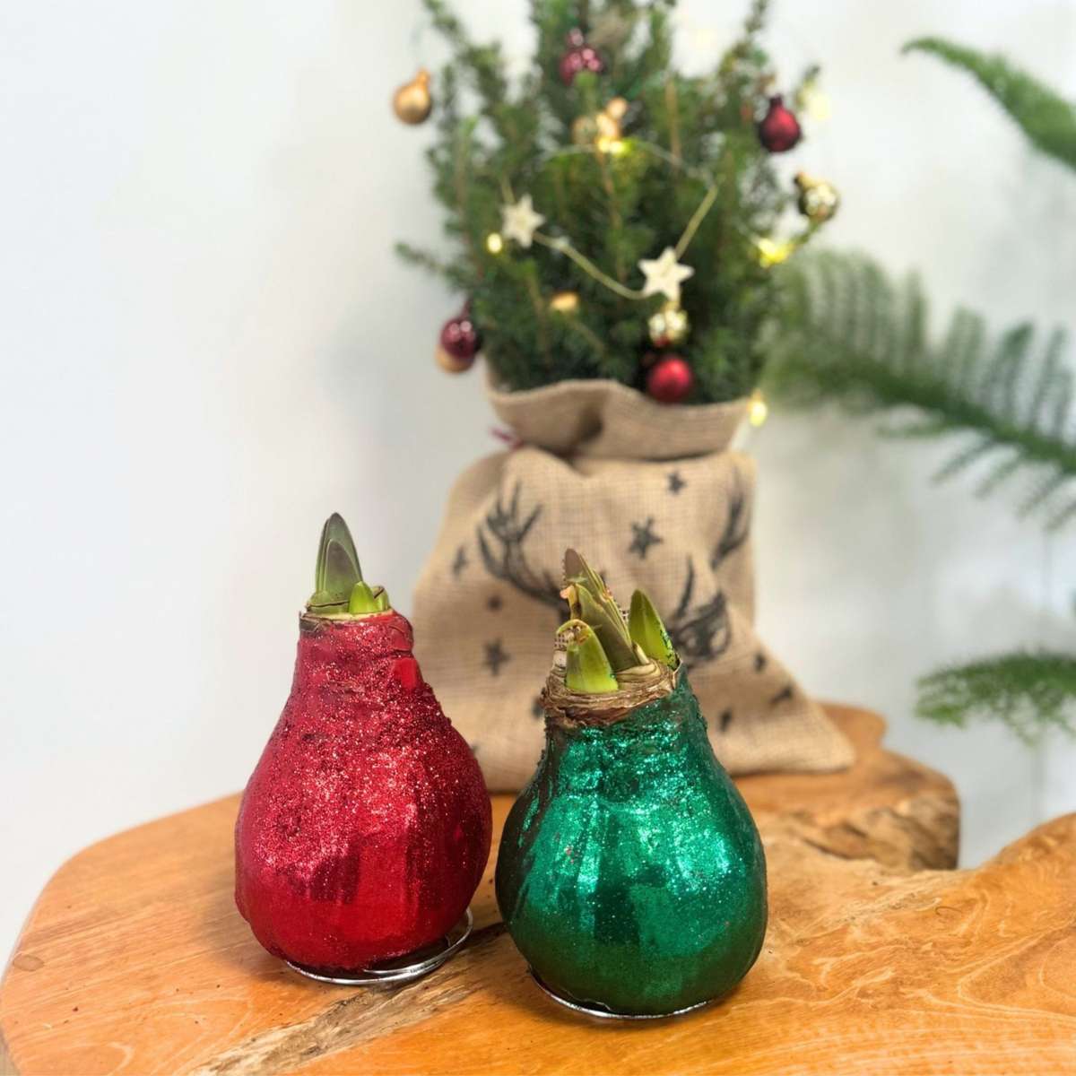 Amaryllis - Hippeastrum 'Glittrande Duo' - Röd Och Grön