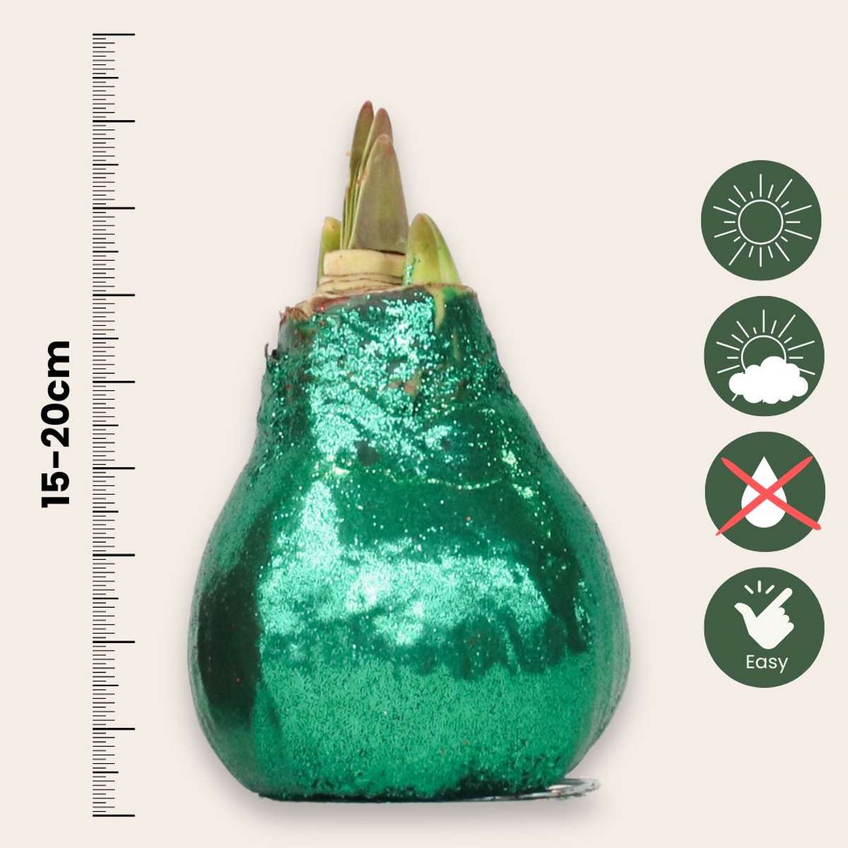 Amaryllis - Hippeastrum 'Glittrande Duo' - Röd Och Grön