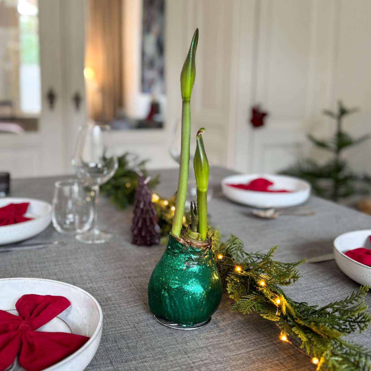 Amaryllis - Hippeastrum 'Glittrande Duo' - Röd Och Grön