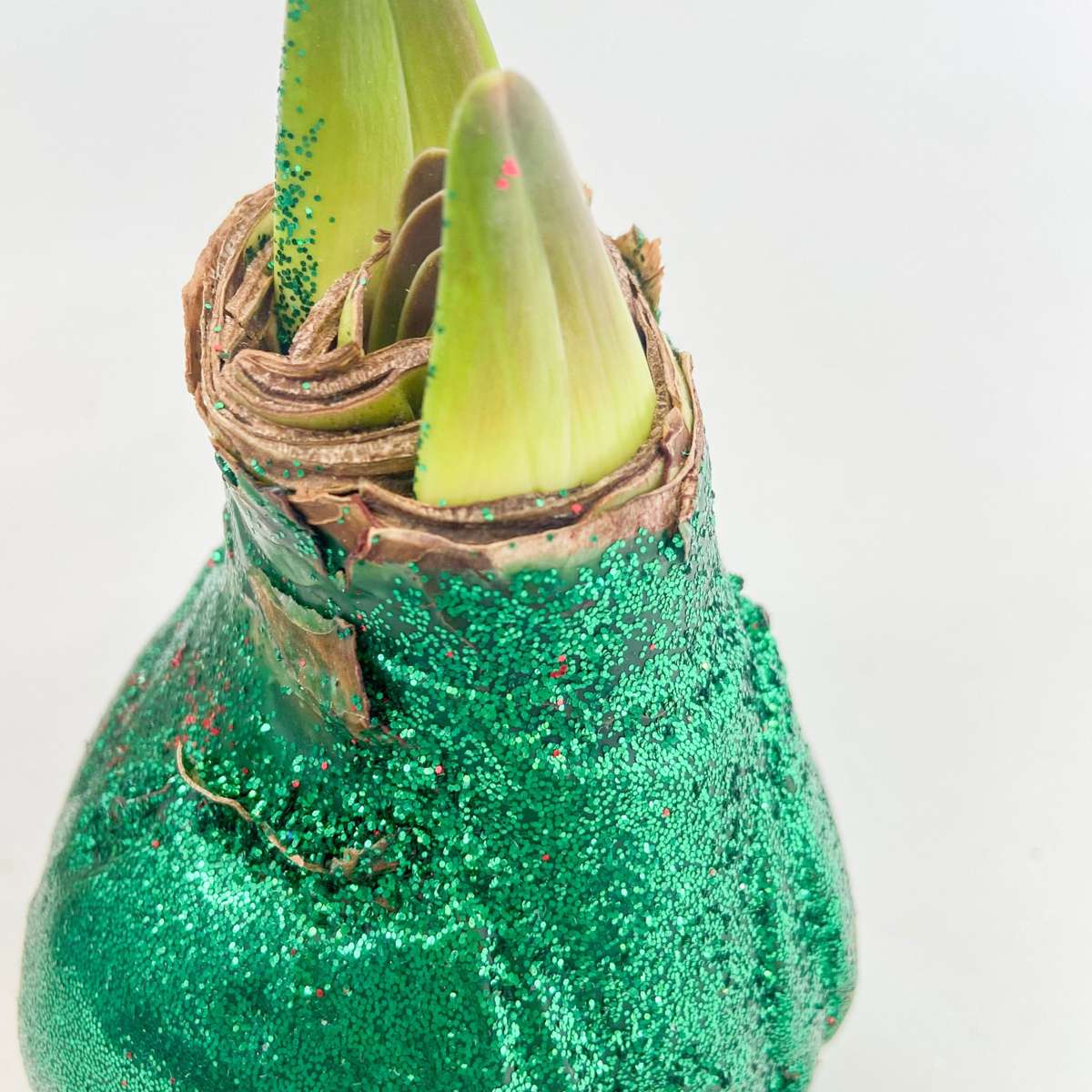 Amaryllis - Hippeastrum 'Glittrande Duo' - Röd Och Grön