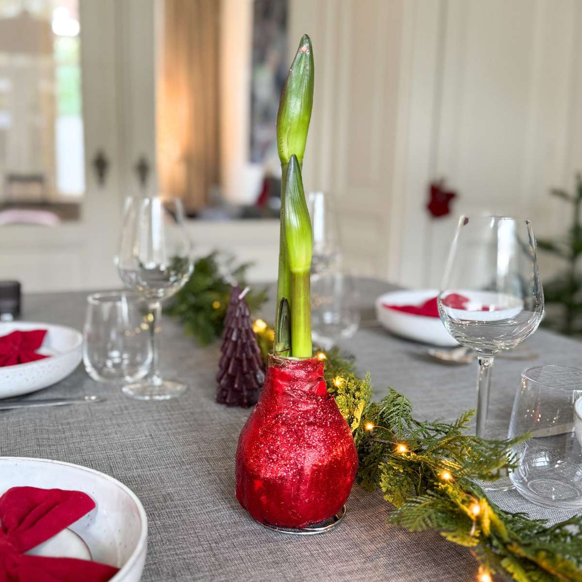 Amaryllis - Hippeastrum 'Glittrande Duo' - Röd Och Grön