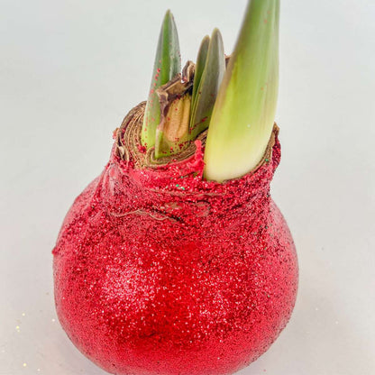 Amaryllis - Hippeastrum 'Glittrande Duo' - Röd Och Grön