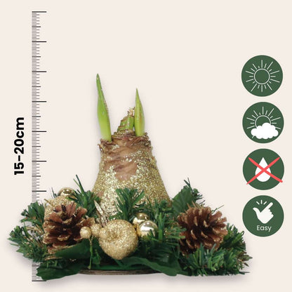 Amaryllis - Hippeastrum 'Julkrans' - Guld