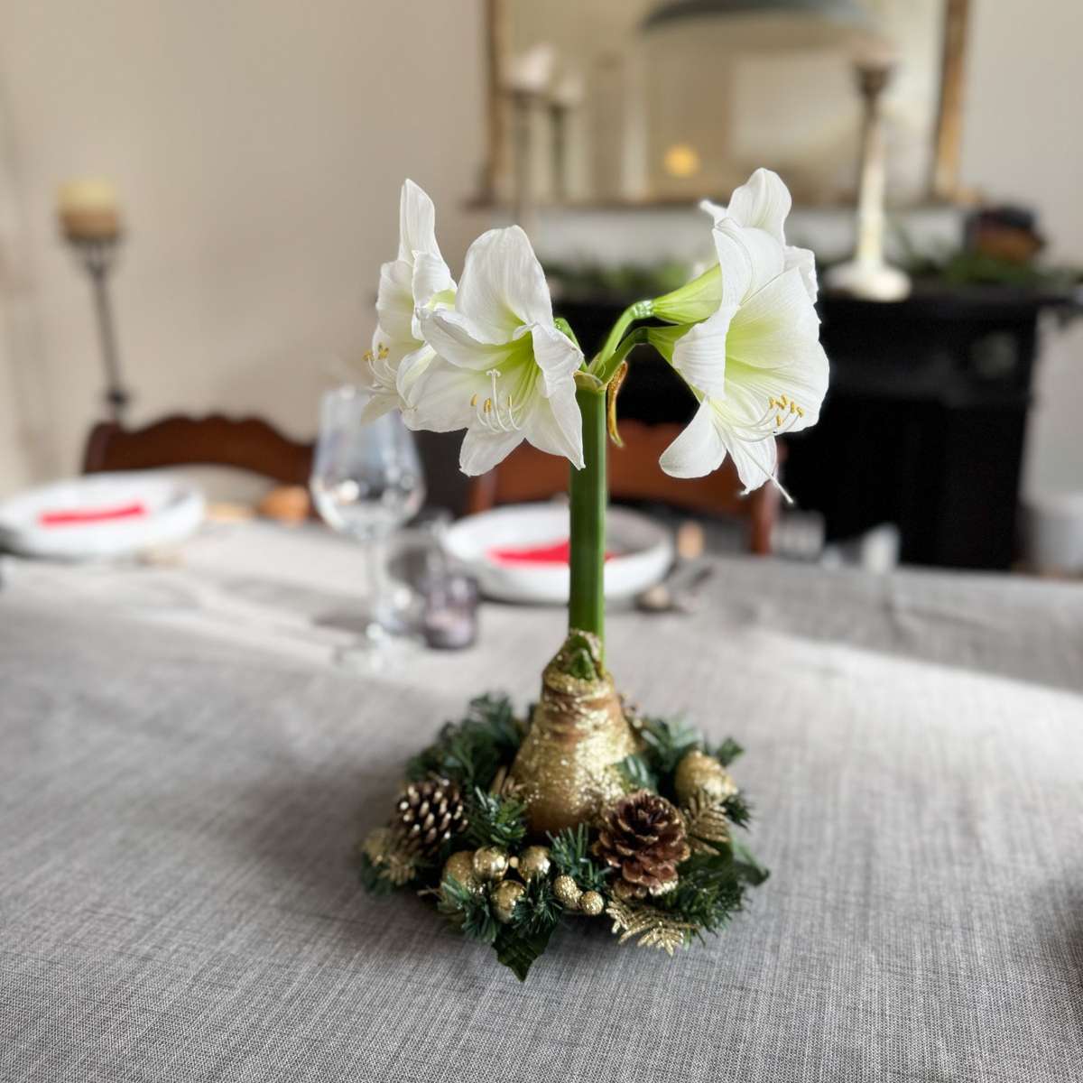 Amaryllis - Hippeastrum 'Julkrans' - Guld