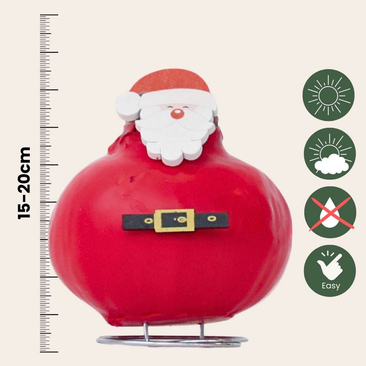 Amaryllis - Hippeastrum 'Vax Special Tomte'