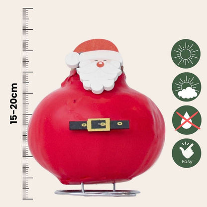 Amaryllis - Hippeastrum 'Vax Special Tomte'