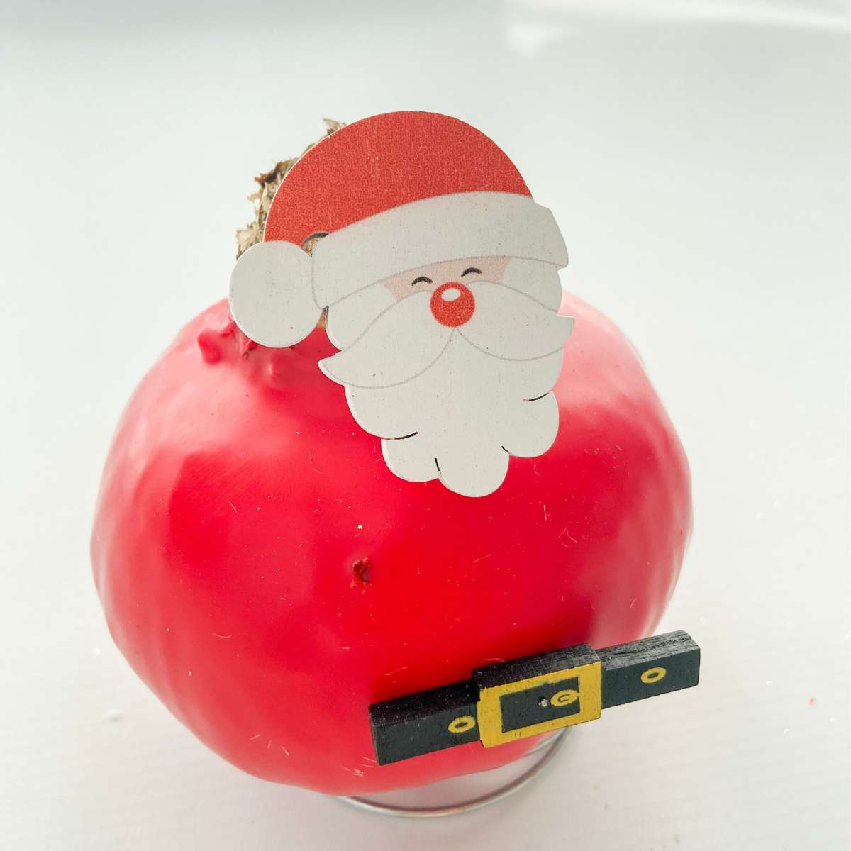 Amaryllis - Hippeastrum 'Vax Special Tomte'