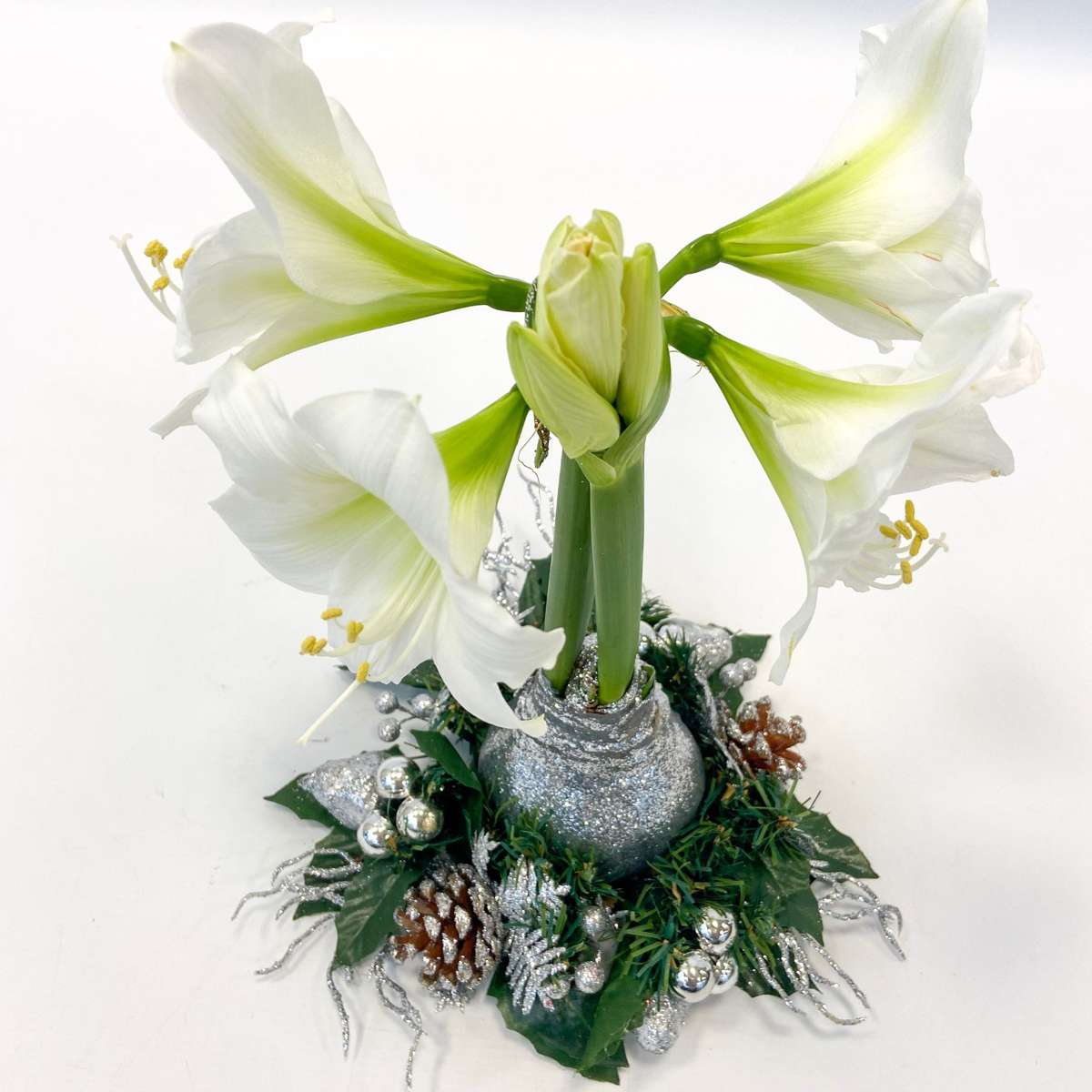 Amaryllis - Hippeastrum 'Julkrans' - Silver