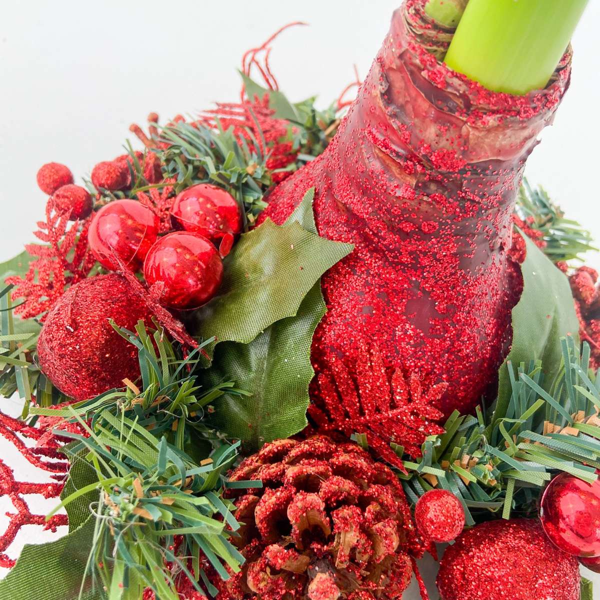 Amaryllis - Hippeastrum 'Julkrans' - Röd