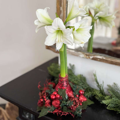 Amaryllis - Hippeastrum 'Julkrans' - Röd
