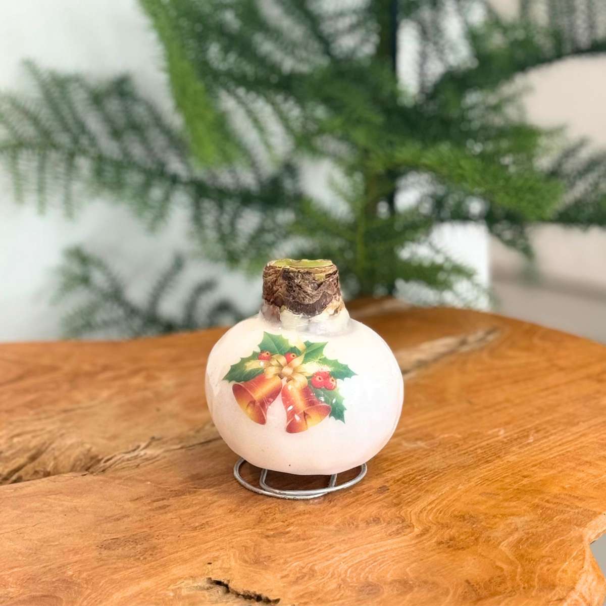 Amaryllis - Hippeastrum 'Porslinsvax Klockor'