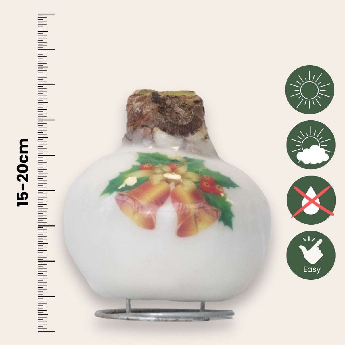 Amaryllis - Hippeastrum 'Porslinsvax Klockor'