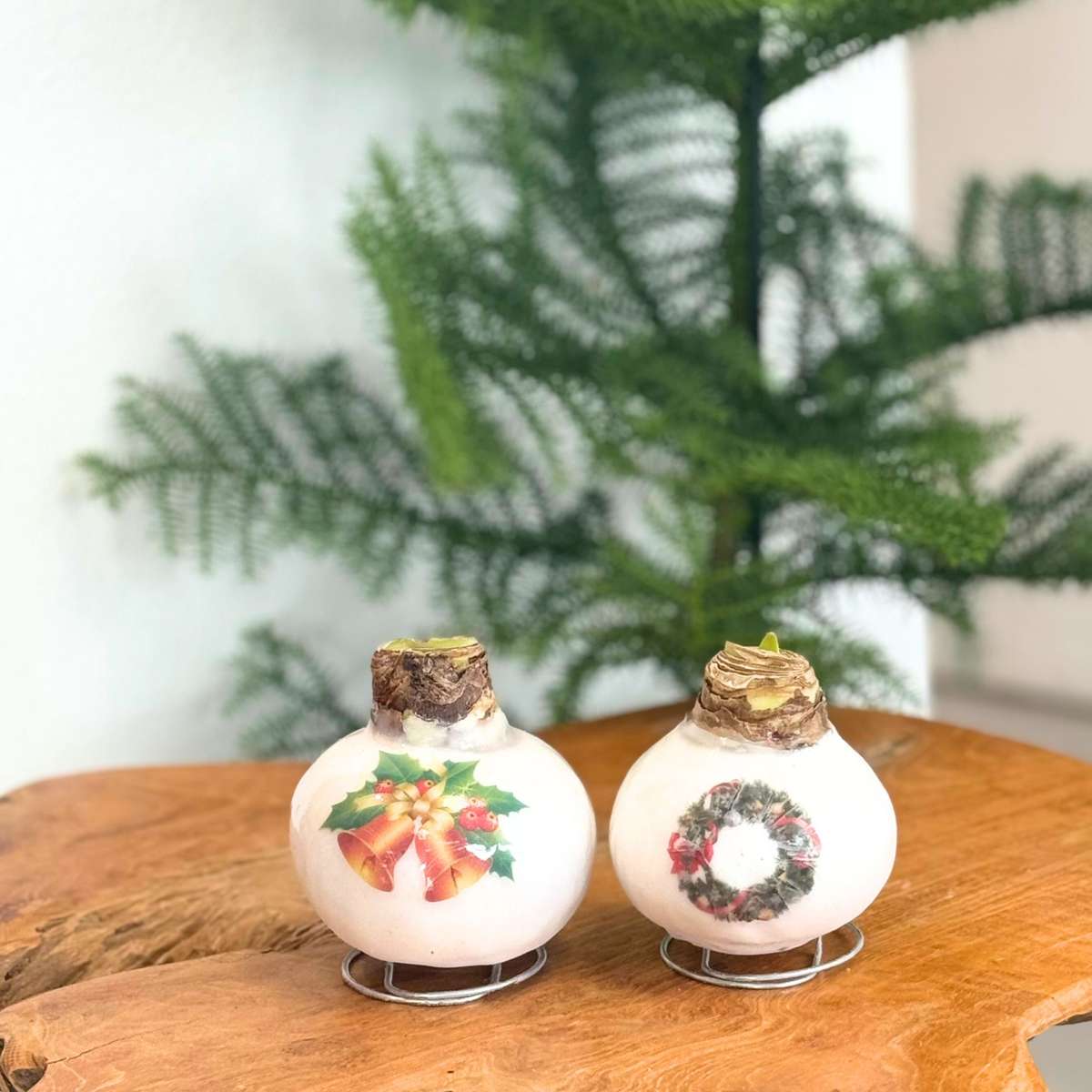 Amaryllis - Hippeastrum 'Porslinsvax Klockor'