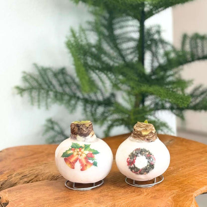 Amaryllis - Hippeastrum 'Porslinsvax Klockor'