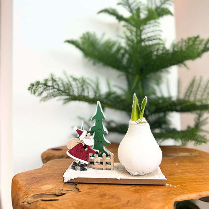 Amaryllis - Hippeastrum 'Vinterunderland Tomte'