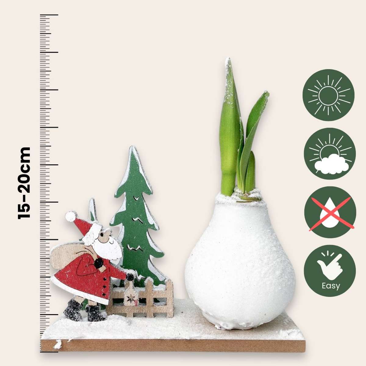 Amaryllis - Hippeastrum 'Vinterunderland Tomte'