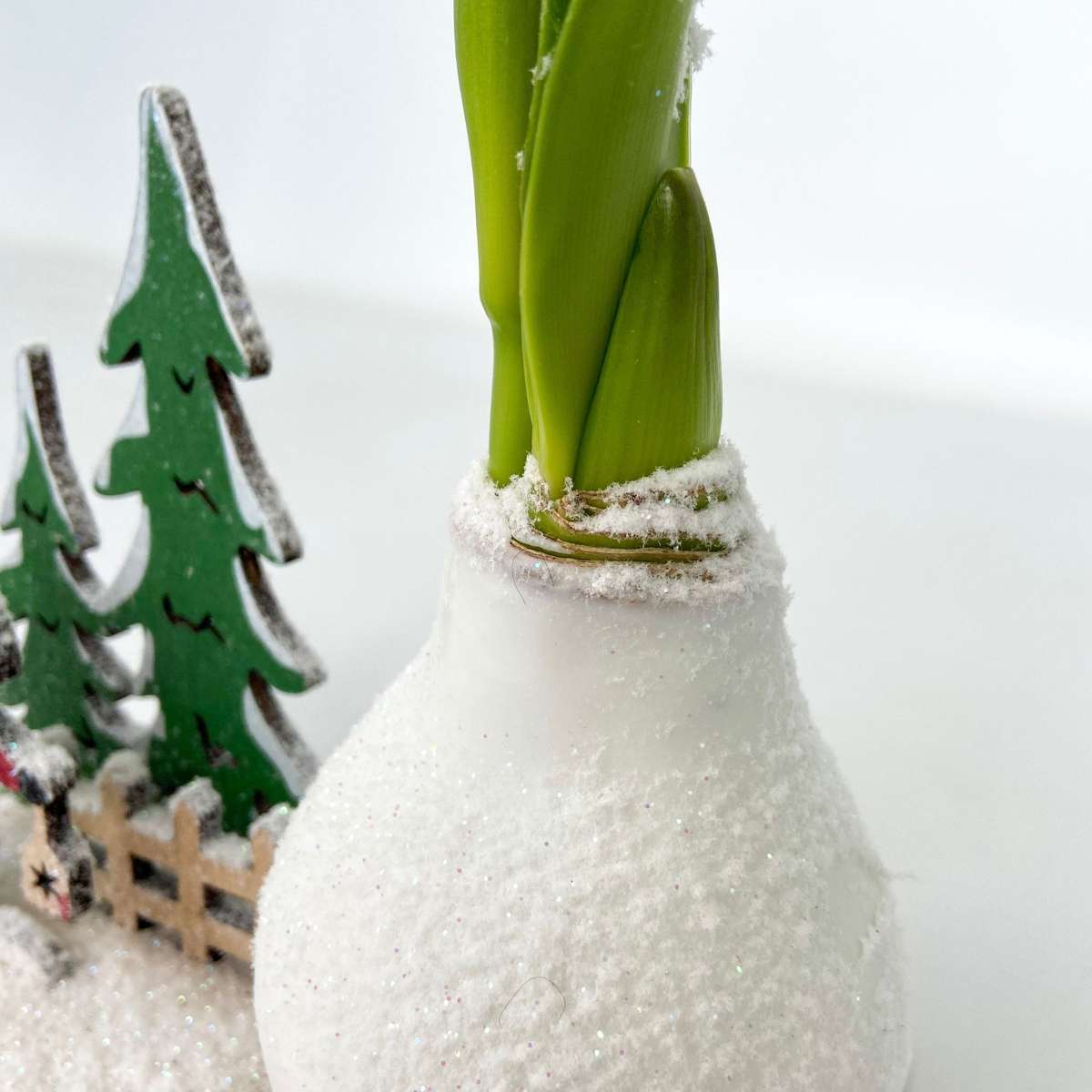 Amaryllis - Hippeastrum 'Vinterunderland Tomte'