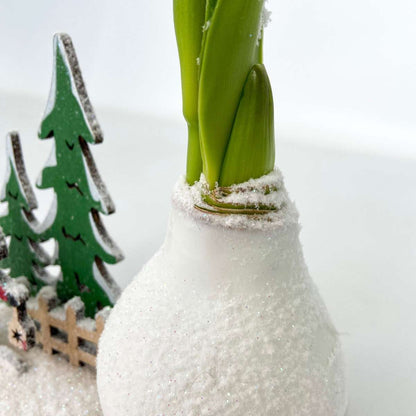 Amaryllis - Hippeastrum 'Vinterunderland Tomte'