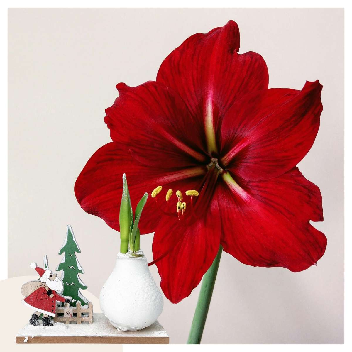 Amaryllis - Hippeastrum 'Vinterunderland Tomte'