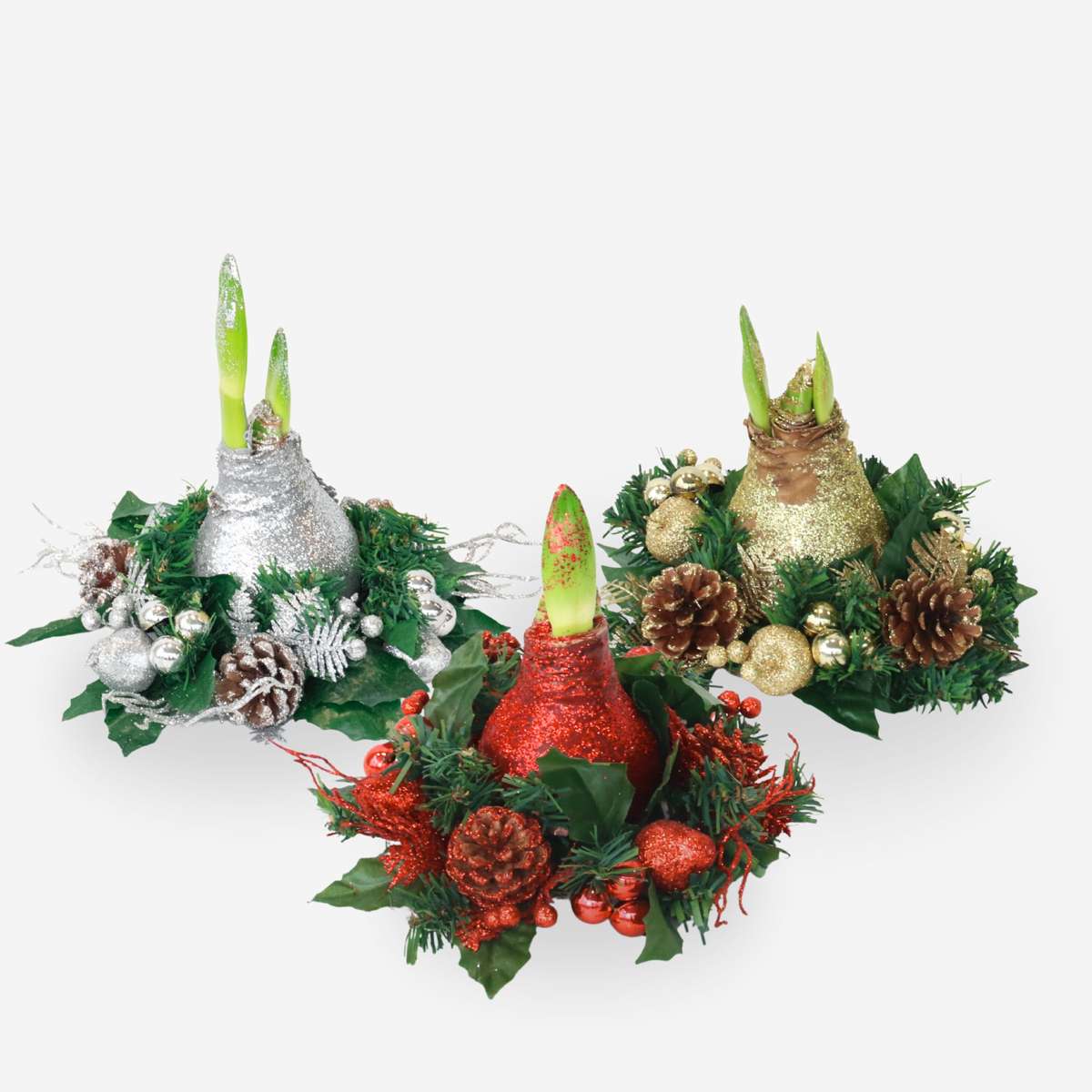 Amaryllis - Hippeastrum 'Julkrans Mix'