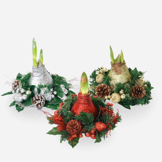 Amaryllis - Hippeastrum 'Julkrans Mix'