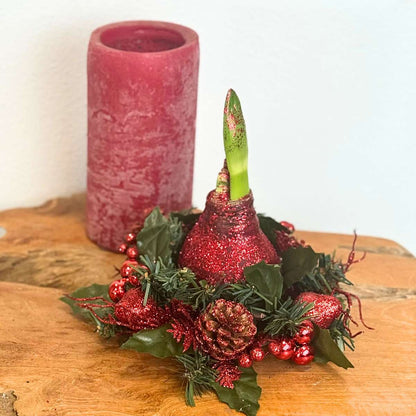 Amaryllis - Hippeastrum 'Julkrans Mix'