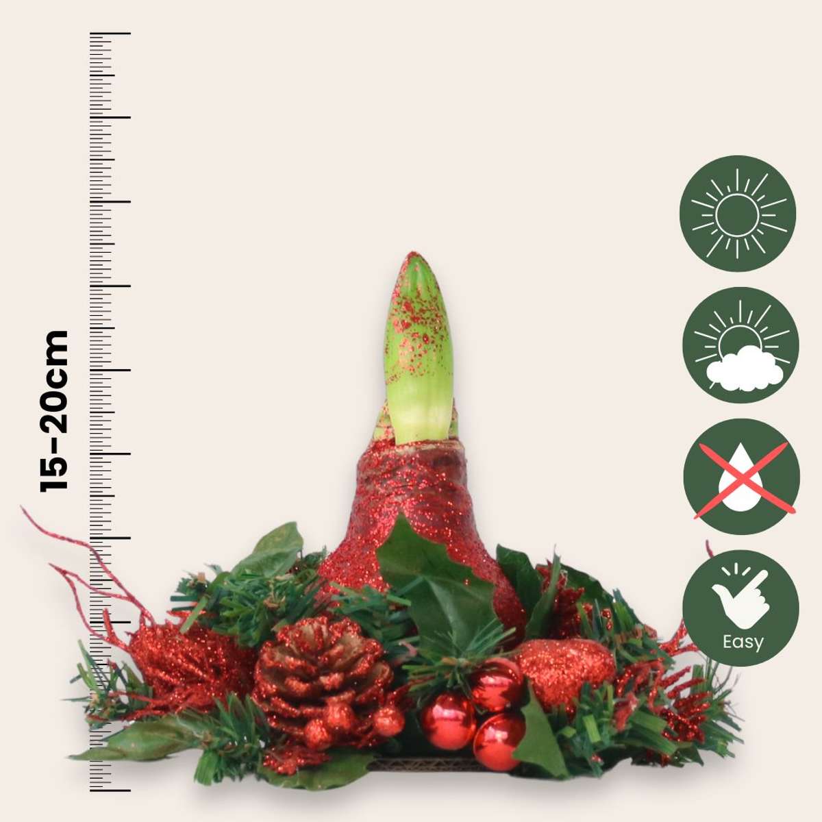 Amaryllis - Hippeastrum 'Julkrans Mix'