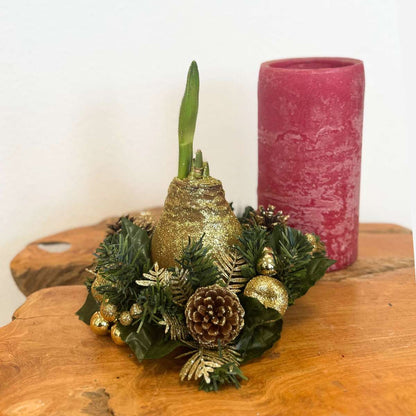 Amaryllis - Hippeastrum 'Julkrans Mix'