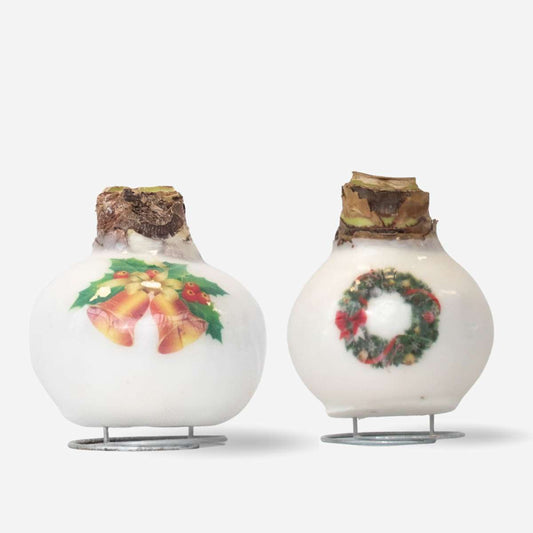 Amaryllis - Set Med 2 - Hippeastrum 'Porslinsvax Mix'