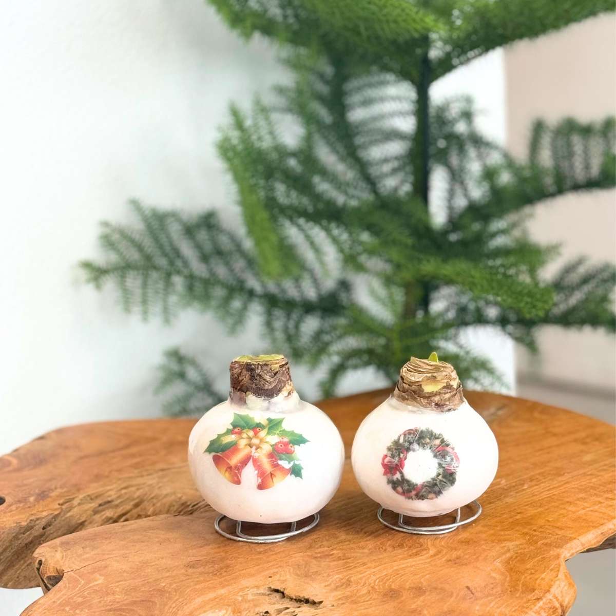 Amaryllis - Set Med 2 - Hippeastrum 'Porslinsvax Mix'