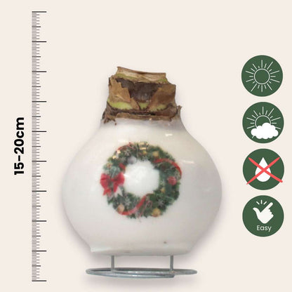 Amaryllis - Set Med 2 - Hippeastrum 'Porslinsvax Mix'