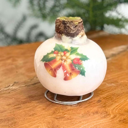 Amaryllis - Set Med 2 - Hippeastrum 'Porslinsvax Mix'