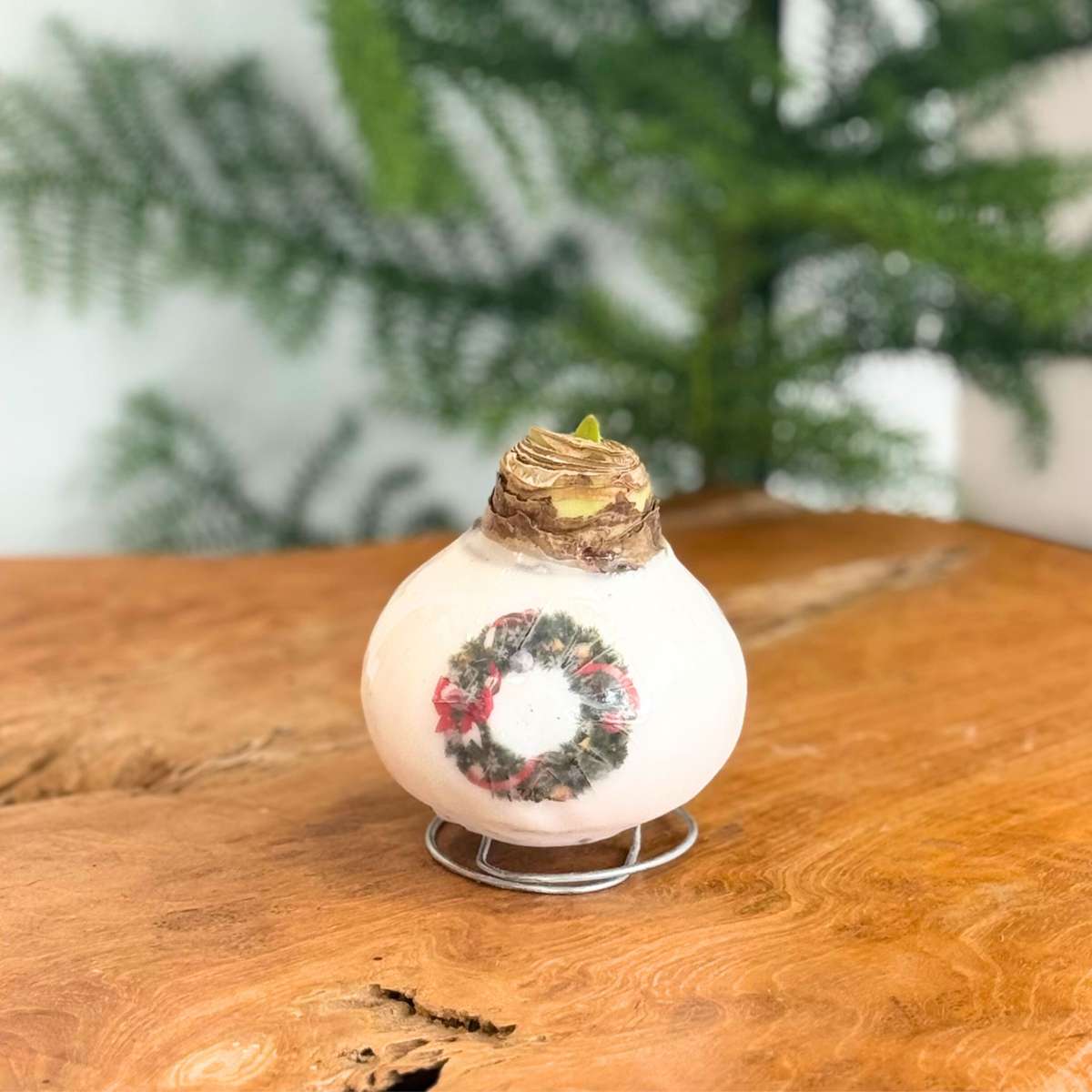 Amaryllis - Set Med 2 - Hippeastrum 'Porslinsvax Mix'