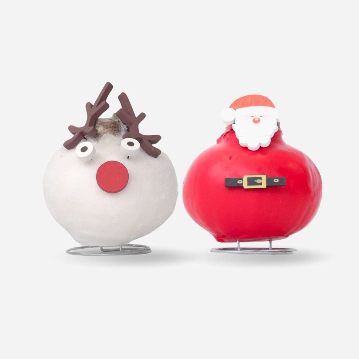 Amaryllis - Set Med 2 - Hippeastrum 'Vax Special Mix'