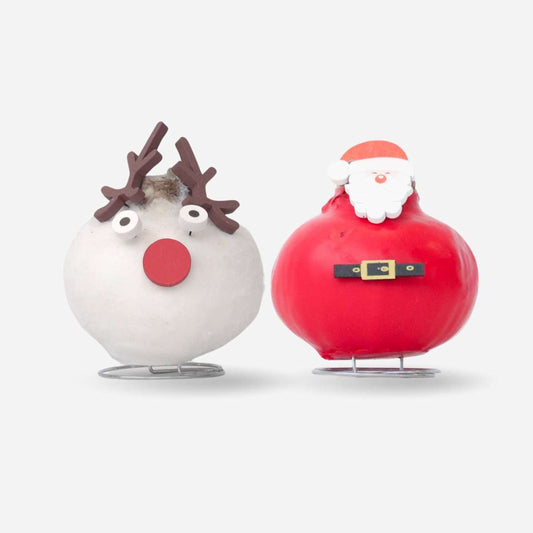 Amaryllis - Set Med 2 - Hippeastrum 'Vax Special Mix'