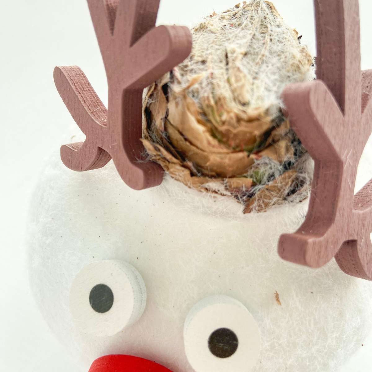 Amaryllis - Set Med 2 - Hippeastrum 'Vax Special Mix'