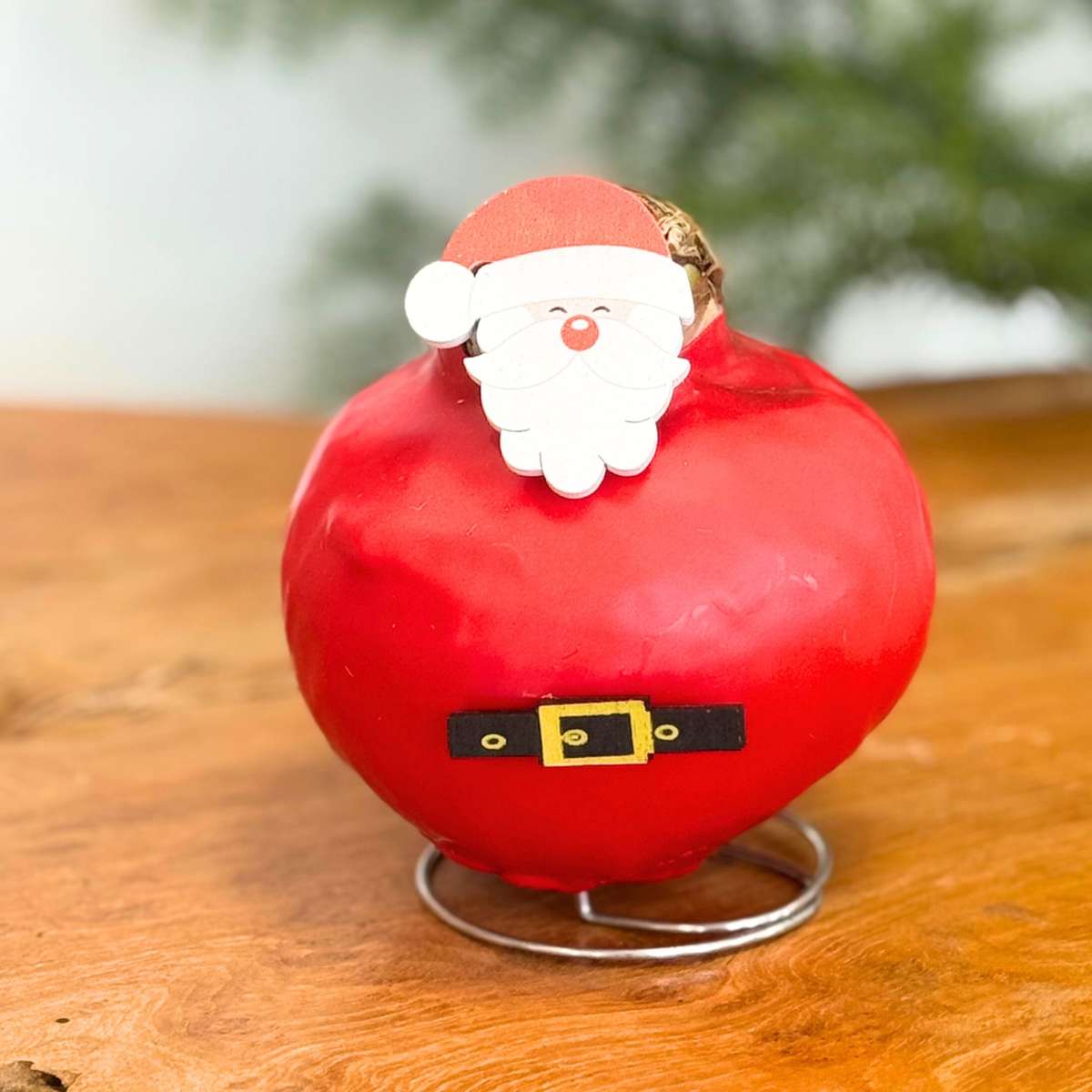 Amaryllis - Set Med 2 - Hippeastrum 'Vax Special Mix'