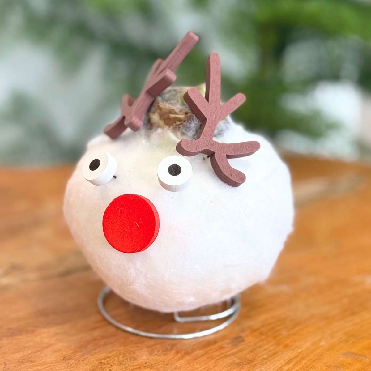 Amaryllis - Set Med 2 - Hippeastrum 'Vax Special Mix'