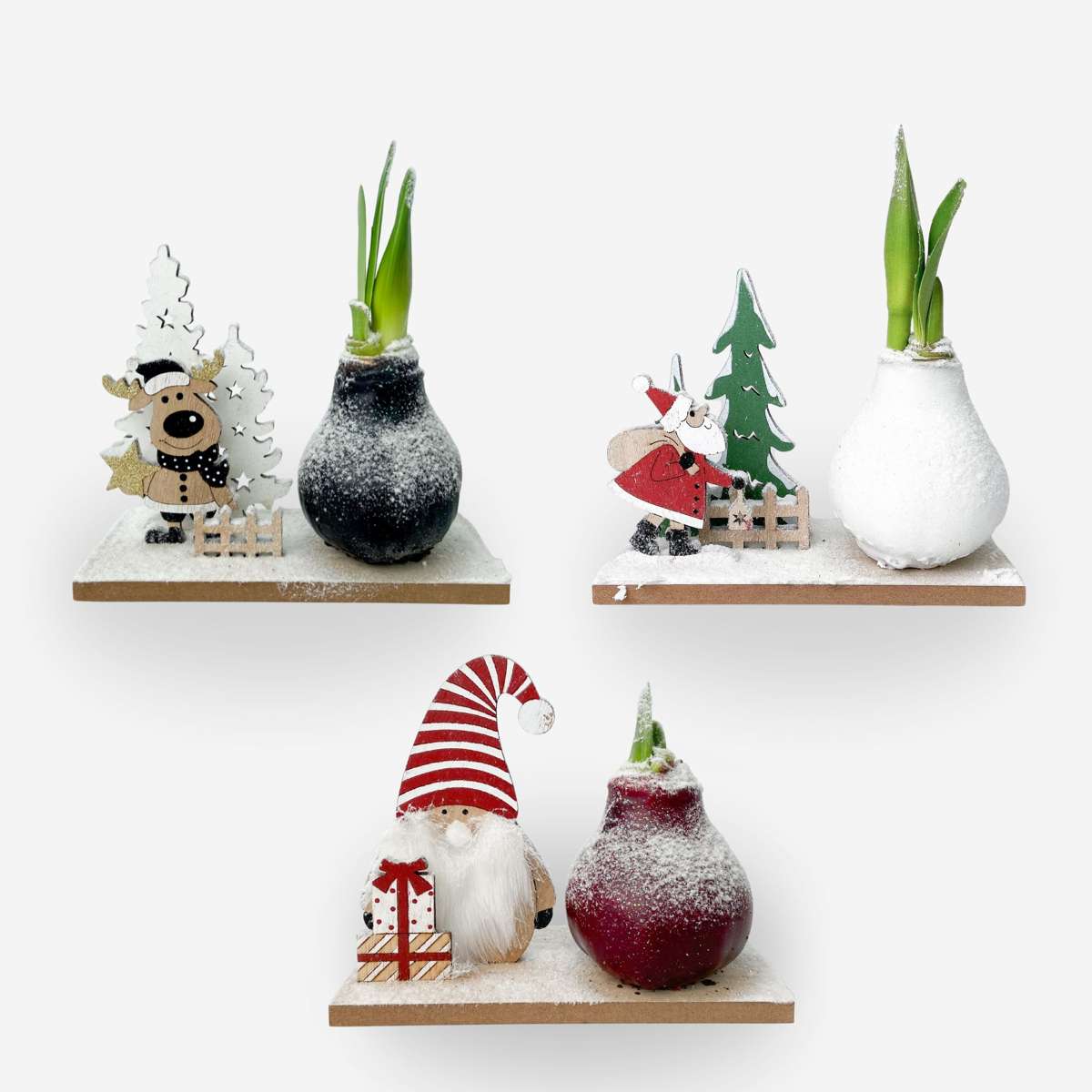 Amaryllis - Set Med 3 - Hippeastrum 'Vinterunderland Mix'