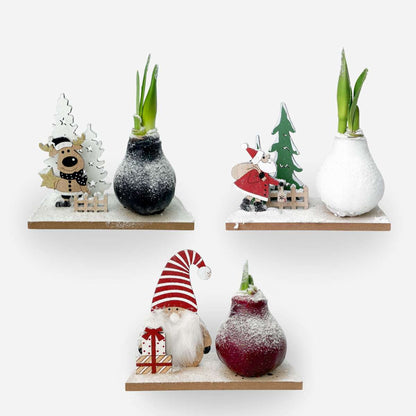 Amaryllis - Set Med 3 - Hippeastrum 'Vinterunderland Mix'