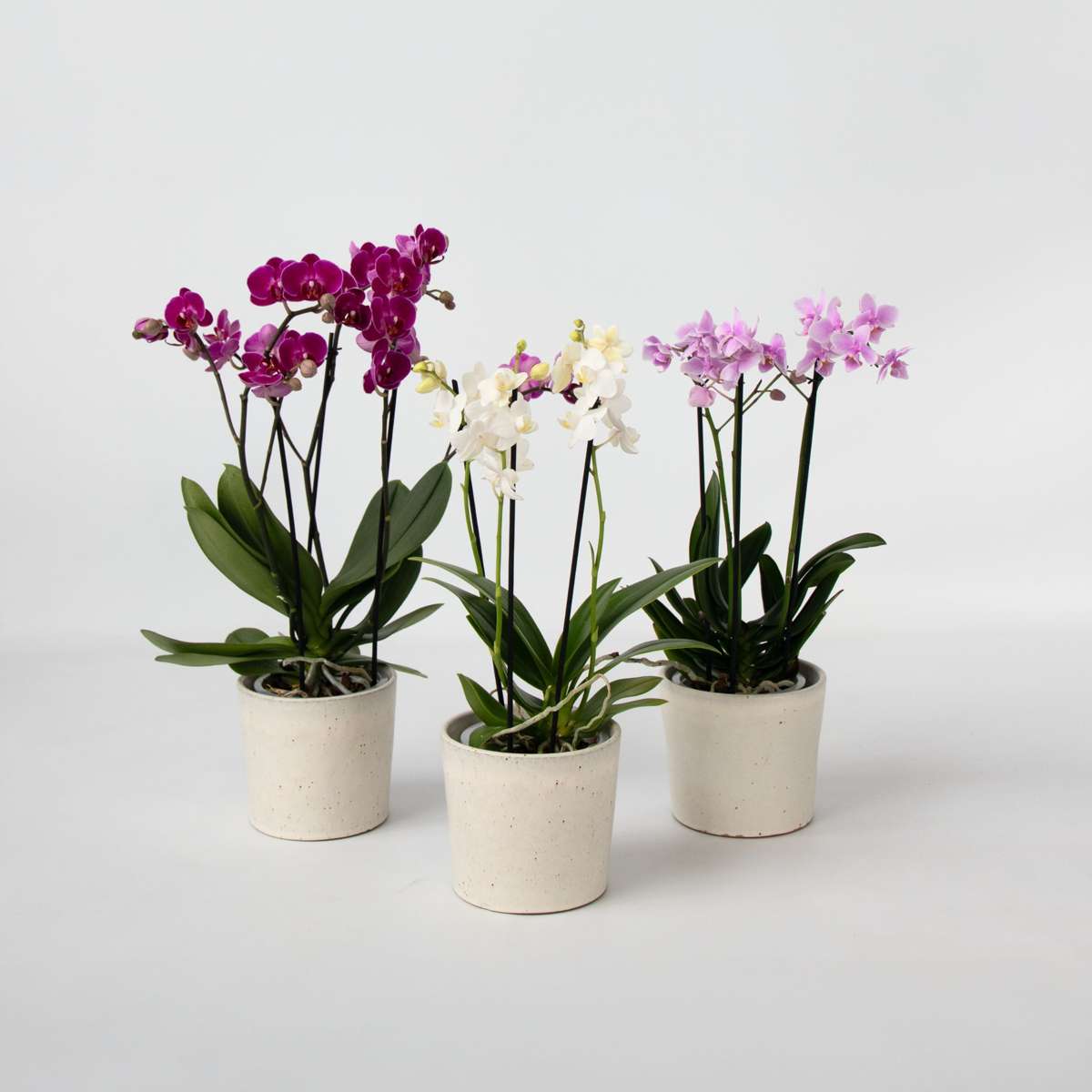 Phalaenopsis Fjärilsorkidé - Set Med 3 - Phalaenopsis Multiflora - Höjd 35-45Cm - ⌀12Cm