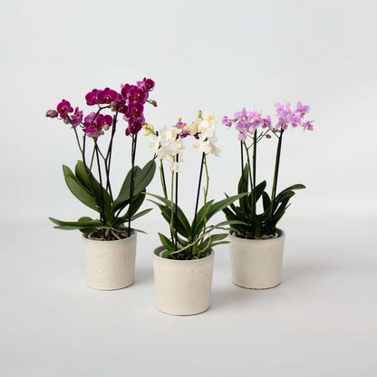 Phalaenopsis Fjärilsorkidé - Set Med 3 - Phalaenopsis Multiflora - Höjd 35-45Cm - ⌀12Cm