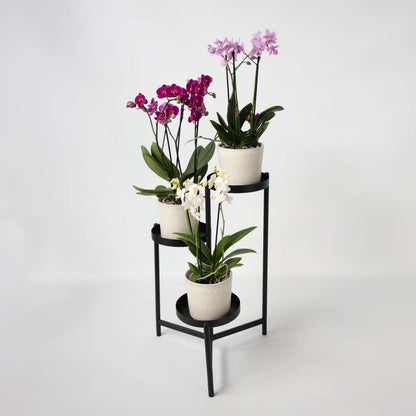 Phalaenopsis Fjärilsorkidé - Set Med 3 - Phalaenopsis Multiflora - Höjd 35-45Cm - ⌀12Cm