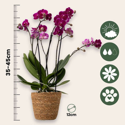 Phalaenopsis Fjärilsorkidé - Set Med 3 - Phalaenopsis Multiflora - Höjd 35-45Cm - ⌀12Cm