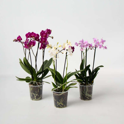 Phalaenopsis Fjärilsorkidé - Set Med 3 - Phalaenopsis Multiflora - Höjd 35-45Cm - ⌀12Cm
