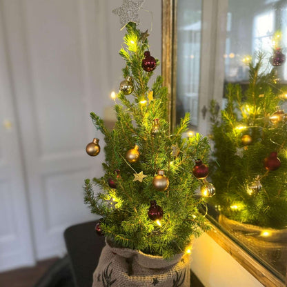 Other Green Houseplants Mini-Julgran Med Jute-Säck – Picea Glauca Conica – 55–65Cm – ⌀15Cm