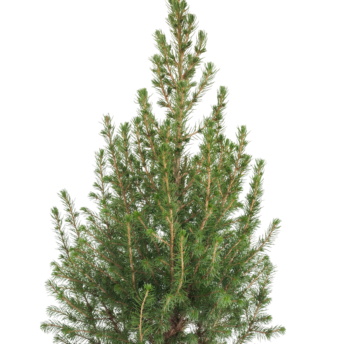 Picea Alberta Dvärksgran - Picea Conica - Mini Julgran Och Dekorationer