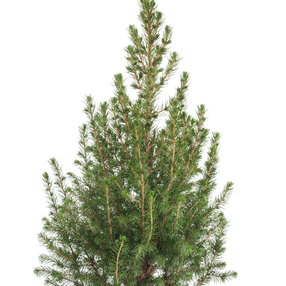 Picea Alberta Dvärksgran - Picea Conica - Mini Julgran Och Dekorationer